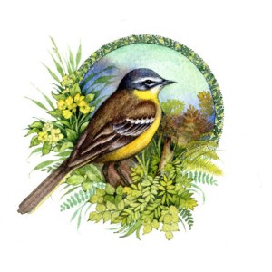 Valerie Greeley VG1141 wagtail