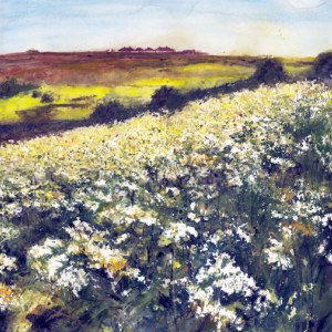 ALC0043 A FieldofCowparsley-Alison Clements