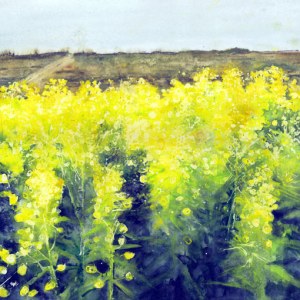 ALC0047EuphorbiaatSheepcote-Alison Clements