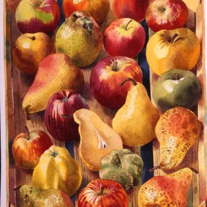 AR DLE0007-apples and pears- Diana Leadbetter