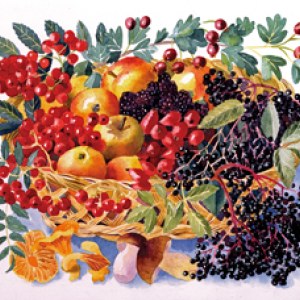 AR DLE0016 Autumn Fruits- Diana Leadbetter