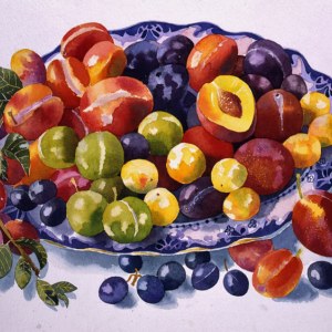 AR DLE0018 summer fruits- Diana Leadbetter